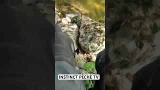 Miniature : Pêche à Rôder, elles me rendent fou #fishing #carpe #carpfishing #carp #instinctpeche