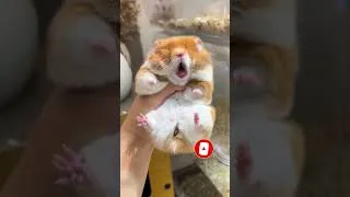 Miniature : Animal Glow Up! From Tiny Pets to Majestic Creatures 🔥 #AnimalGlowUp #BeforeAndAfter #GlowUp #41