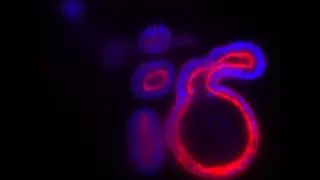 Miniature : Organoïde intestinal par Lightsheet - Laboratoire d'Immunité intestinale Institut Imagine