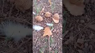 Miniature : nature