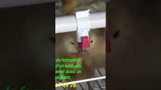 Miniature : Elevage en case chinoise, tous ceux qui travaillent avec nous auront des case à 30% et 70% à credit.