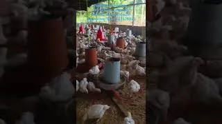 Miniature : elevage de poulet de chair. Inscrivez vous pour une formation qualifiante, pilotage, suivi, gérance.
