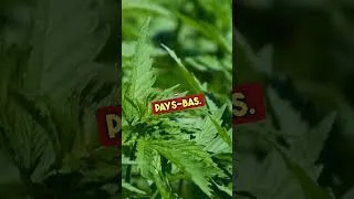 Miniature : La Belgique devient un narco-État ⁉️🍟🥴