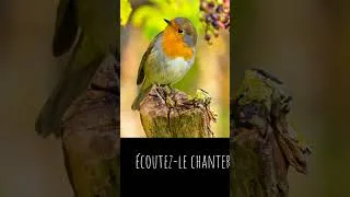 Miniature : Mon pote le rouge-gorge 🐦
