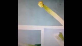 Miniature : dissection des pièces florales à la loupe binoculaire