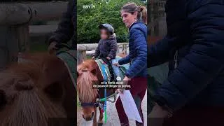 Miniature : Équithérapie : le poney au service du handicap