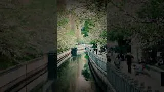 Miniature : La forêt est si vaste...