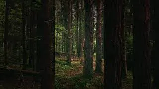 Miniature : À mesure qu'on s'enfonce dans la forêt...