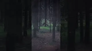 Miniature : Une forêt étrange...