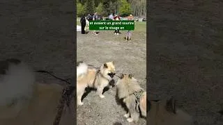 Miniature : Cousinade en Savoie avec mon Eurasier