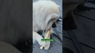 Miniature : Mon Eurasier réclame sa part de reblochon