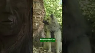 Miniature : Mon Eurasier explore la nature au Pays du Mont Blanc