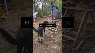 Miniature : C'est long les travaux pour Raven 🤨#renovation #campingcar #humour #chien