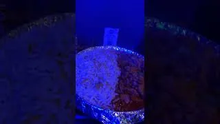 Miniature : Chicken & Cheese