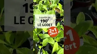 Miniature : Tomates, roquette, bourrache… ton potager commence ici ! 🌱 #Shorts