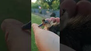 Miniature : Naissance d'un petit chauve 😅🦆