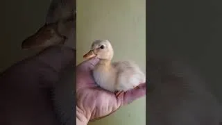 Miniature : Caneton de Saxe 😍🦆