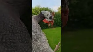 Miniature : Suis-je le seul à apprécier le chant des pintades ? 😅