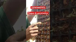 Miniature : Réussir la pepiniére de piment