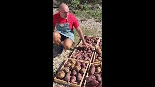 Miniature : PATATES DOUCES COMMENT LES CONSERVER - LE JARDIN DE SHANGRI-LA
