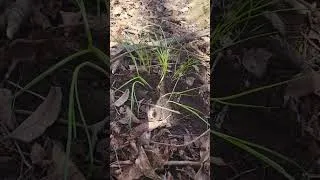 Miniature : L'AIL DU CANADA - ALLIUM CANADENSE - CHRONIQUES DE MME CARON #autosuffisance #plantessauvages #ail
