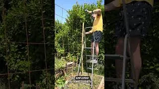 Miniature : Structure pour haricots
