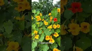 Miniature : 4 fleurs comestibles