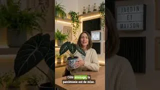 Miniature : Comment prendre soin de l'Alocasia Black Velvet ? #alocasia #plante #jardin