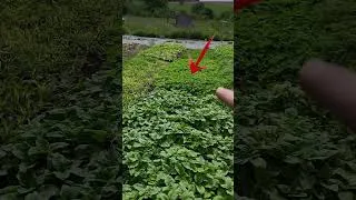 Miniature : Mes 9 couverts végétaux poussent à toute vitesse 🌱