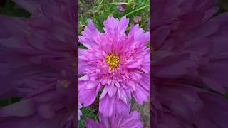 Miniature : Un beau potager ! #garden