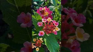 Miniature : Flowers #garden #potager