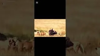 Miniature : Le plan secret des lions à la chasse 🦁