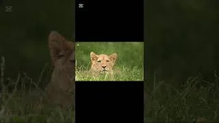Miniature : Le plan secret des lions pour les géants