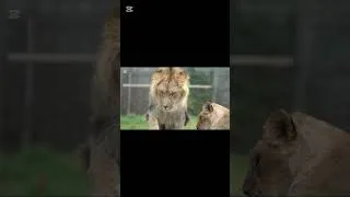 Miniature : La vérité sur la chasse chez les lions