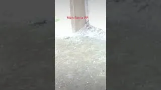 Miniature : Men rat la
