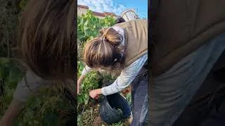 Miniature : VENDANGES 2025 DOMAINES AUVIGUE