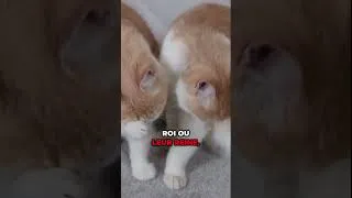 Miniature : Les chats et leur langue secrète