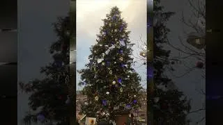 Miniature : 2024 - MISE EN LUMIÈRE DU GRAND SAPIN DE NOËL À STRASBOURG