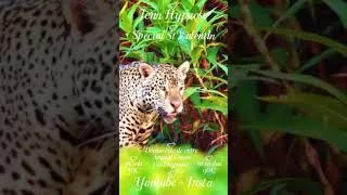 Miniature : Spécial St Valentin 💗 Animal Totem
