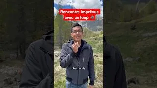 Miniature : Rencontre avec un loup dans le Mercantour #alpes #mercantour #loup