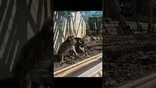 Miniature : Suite de la visite du zoo , saint Martin la plaine,  partie2 #zoo #shorts #divertissement
