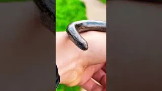 Miniature : Jolie rencontre avec un orvet . Sous ses airs de serpent c’est en fait un lézard sans patte 🐍 🦎
