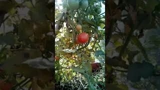 Miniature : Le curieux pied de tomates 16/11/2018