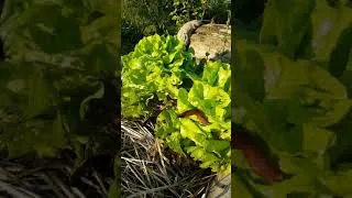 Miniature : Toujours des limaces ! 09/06/2018