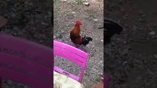 Miniature : Shooting movie COCORICO and COQ by Jicey Carina french language Ah ! Ah ! Ah !