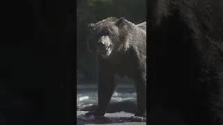 Miniature : La pêche est bonne pour cet ours brun dans une rivière d'Alaska.
