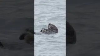 Miniature : Loutre de mer en alimentation.