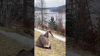 Miniature : Dans les pas des chamois // vallée de Joux - Suisse #shorts
