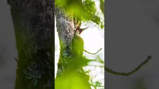 Miniature : La nature tout simplement 🤗 des moments uniques des ambiance différente #photography #photo #wild