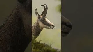 Miniature : Voici un aperçu des rencontres que je fais en nature 🤩🤩 n’hésite pas à t’abonner 😉🙏 #wildlife